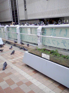 �ۂ��ۂ��