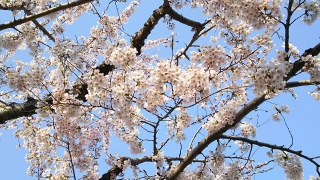 桜きれい